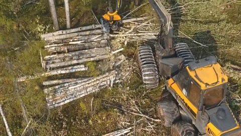 Felling of trees Stock Footage