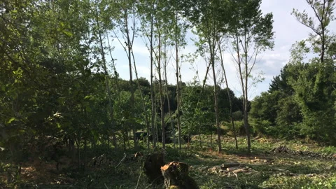 Felling trees Video stock 313220512