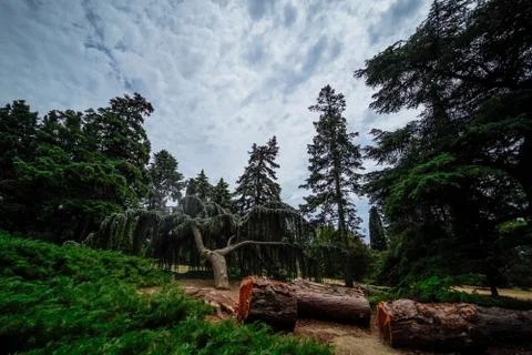 Felling trees in the forest forest preparations Stock Photos