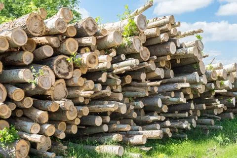 Felling trees in the forest Stock Photos
