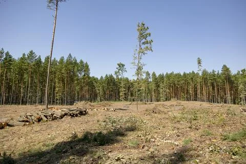 Felling trees in a forest under a sky. A vast clearing was created in a fores Stock Photos