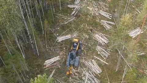 Felling of trees. Timber cutting. Stockbeeldmateriaal 105152881