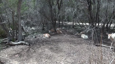 Fellow Deer (Dama dama) Stock Footage 46807304