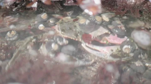 Felt Crab Covered With Snails and Algae, Moss Beach, CA Stock Footage 167742226