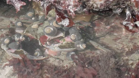 Felt Crab Covered With Snails Crawling Underwater at Moss Beach, CA Stock Footage 167742451
