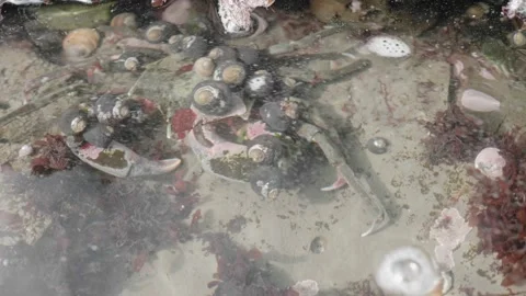 Felt Crab Covered With Snails Crawling Underwater, Moss Beach, CA Stock Footage 167742874