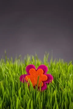 Felt flower Stock Photos