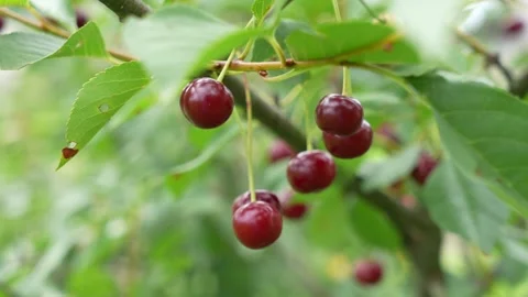 Felted Cherry Berries on Green Branch Stock Footage 296086705