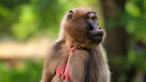 Femaale Gelada Baboon (Heropithecus gelada) sitting and watching Stock Photos
