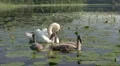 Femail swans with cygnets HD Footage