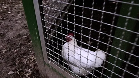 A femal chicken in the barn, epic Stock Footage 148432337