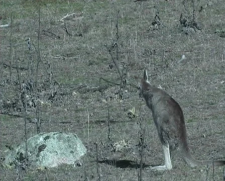 Femal Eastern grey Kangaroo scratching- Australia Stock Footage 8599089