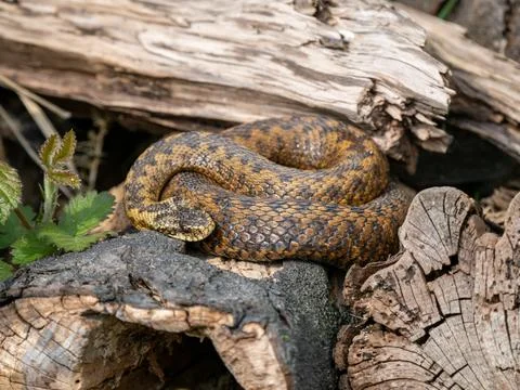 Female Adder Coiled Up on a Log Stock Photos