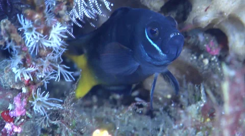 amanecer dottyback