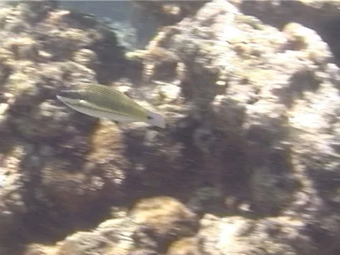 Female adult Three-ribbon wrasse swimming, Stethojulis trilineata, UP13307 Stock Footage