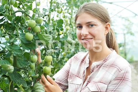 Female Agricultural Worker Checking Tomato Plants In Greenhouse Stock Photos