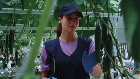 Female Agricultural Worker Taking Notes on Cucumber Growth 库存影片 313533074