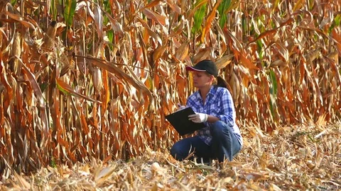 Female agronomist checking the corn plants and writing data during harvesting. Stock Footage 72217675
