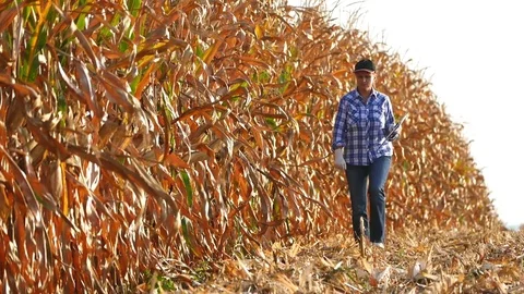 Female agronomist checking the corn plants and writing data during harvesting. Stock Footage 72219422