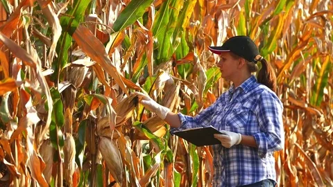 Female agronomist checking the corn plants and writing data. Stock Footage 72219435