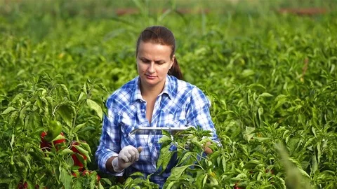 Female agronomist checking the pepper plants and typing data to the tablet. Stock Footage 83710153