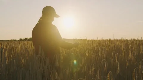 Female agronomist with a tablet checking spikelets while standing in a field Stock Footage 255072725
