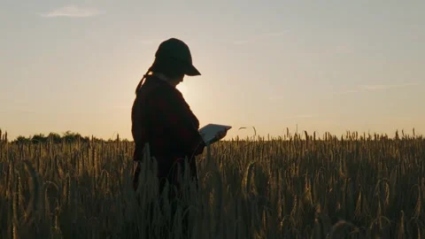 Female agronomist with a tablet checking spikelets while standing in a field Stock Footage 261157549