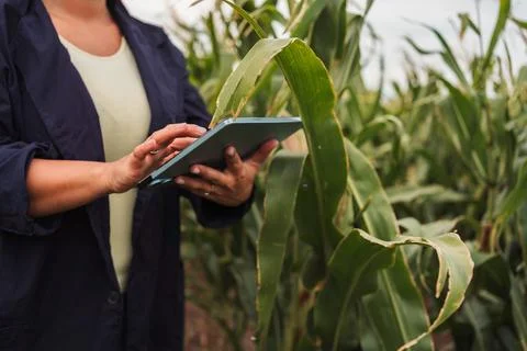 Female agronomist using digital tablet in corn field for inspecting harvest Stock Photos