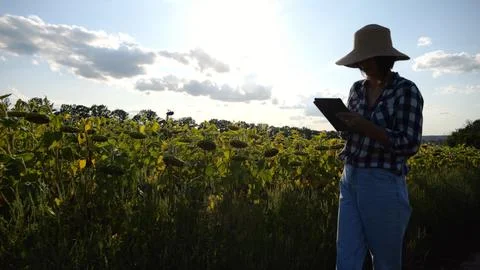 Female agronomist using digital tablet at sunflower meadow at sunny day. Ad.. Stock Photos