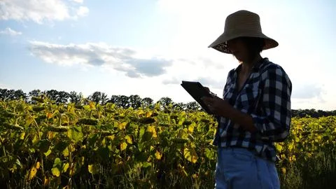 Female agronomist using digital tablet at sunflower meadow at sunny day. Adul Stock Photos
