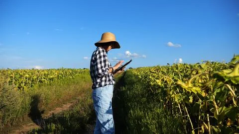 Female agronomist using digital tablet at sunflower meadow at sunny day. Adul Stock Photos