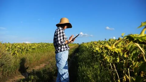 Female agronomist using digital tablet at sunflower meadow at sunny day. Adul Stockfoto's