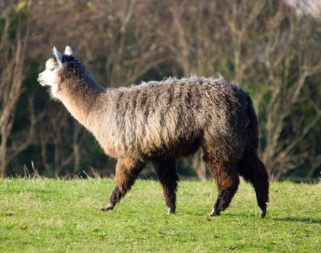 Female Alaca in farm field Stock Photos