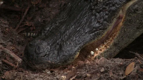 Female alligator excavates her nest. Stock Footage