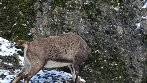 Female Alpine Ibex – 4K Cinematic Wildlife Stock-Footage 320831740