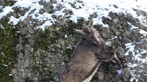 Female Alpine Ibex on Snowy Rocks – 4K Cinematic Wildlife Stock-Footage 320831727