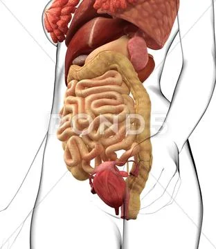 Female anatomy, artwork Stock Illustration