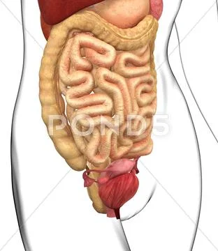 Female anatomy, artwork Stock Illustration
