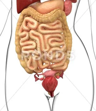 Female anatomy, artwork Stock Illustration