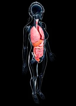 Female anatomy, artwork Stock Illustration