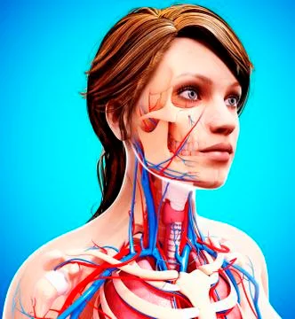 Female anatomy, artwork Stock Illustration