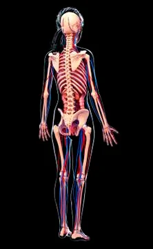 Female anatomy, artwork Stock Illustration