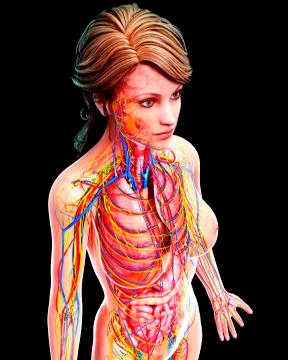 Female anatomy, artwork Stock Illustration