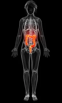 Female anatomy, artwork Stock Illustration
