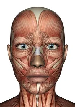 Female Anatomy Face Stock Illustration