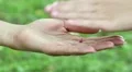Female and childrens hands on grass background. Three hands together HD Footage