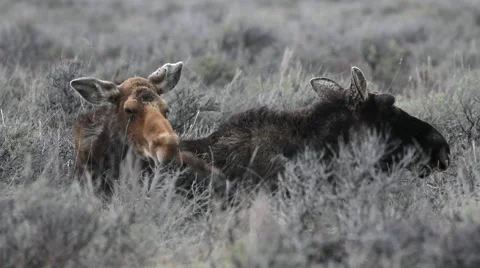 Female and male moose lying together in sagebrush Stock Footage