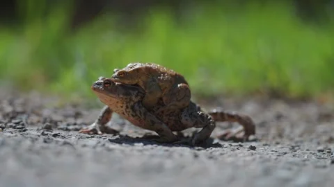 Female and male toads in amplexus during the mating season. A close-up Stock Footage 250306572
