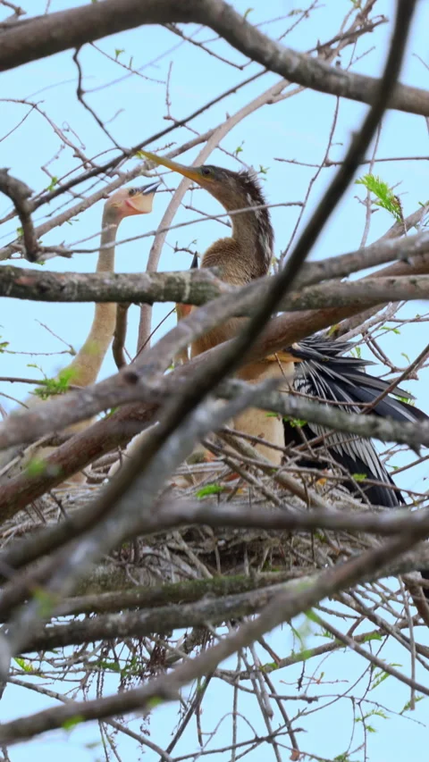 FEMALE ANHINGA WITH CHICKS IN NEST Stock Footage 280783636