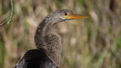 Female Anhinga Stock Footage 245642551